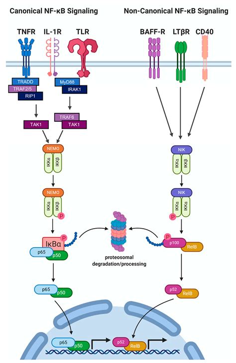 IL1B interleukin 1 beta [Homo sapiens (human)] .